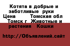 Котята в добрые и заботливые  руки. › Цена ­ 11 - Томская обл., Томск г. Животные и растения » Кошки   